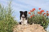 BORDER COLLIE 426